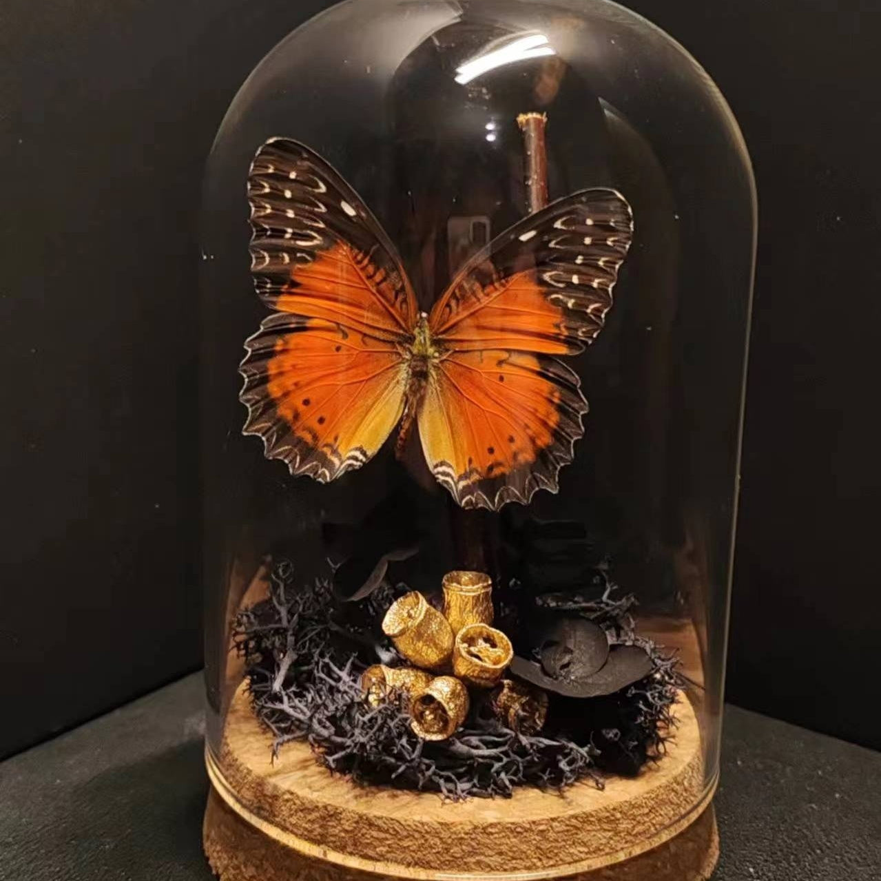 Green Belt Real Butterfly Specimens Art Glass Cover