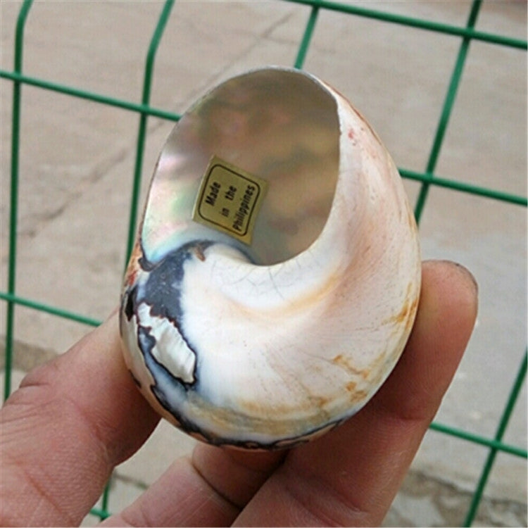 Natural Boutique Conch Shells Specimen Conch South Africa Rong Snail Collection