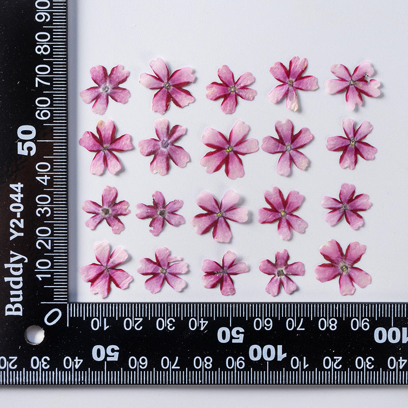 Dried Flower Plant Specimen Epoxy Phone Case