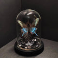 Green Belt Real Butterfly Specimens Art Glass Cover