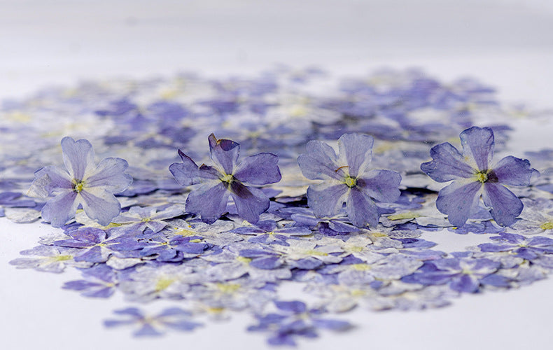 Dried Flower Plant Specimen Epoxy Phone Case