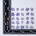 Dried Flower Plant Specimen Epoxy Phone Case
