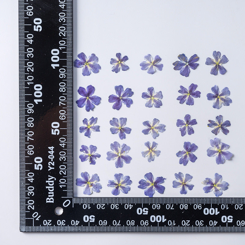 Dried Flower Plant Specimen Epoxy Phone Case