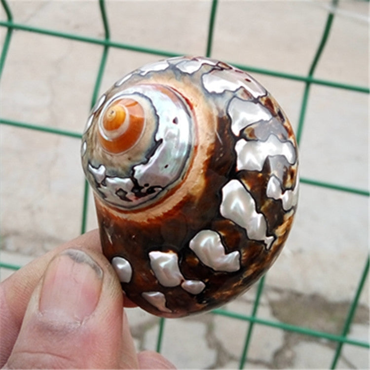 Natural Boutique Conch Shells Specimen Conch South Africa Rong Snail Collection