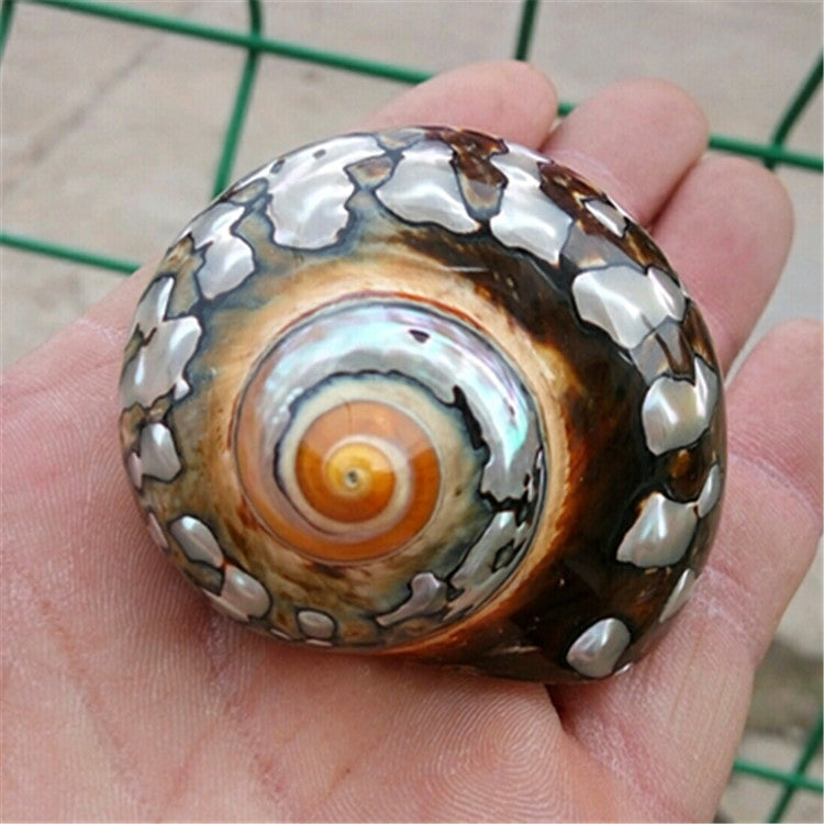 Natural Boutique Conch Shells Specimen Conch South Africa Rong Snail Collection