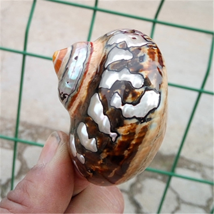 Natural Boutique Conch Shells Specimen Conch South Africa Rong Snail Collection